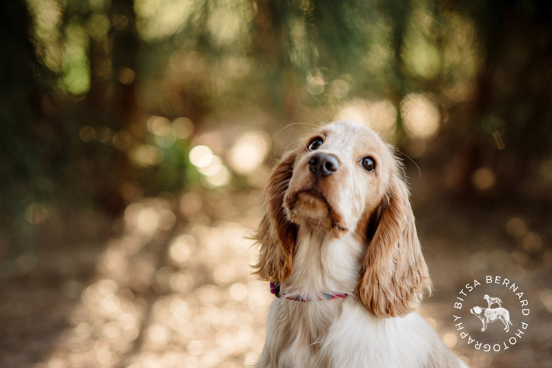 1 professional pet photography adelaide